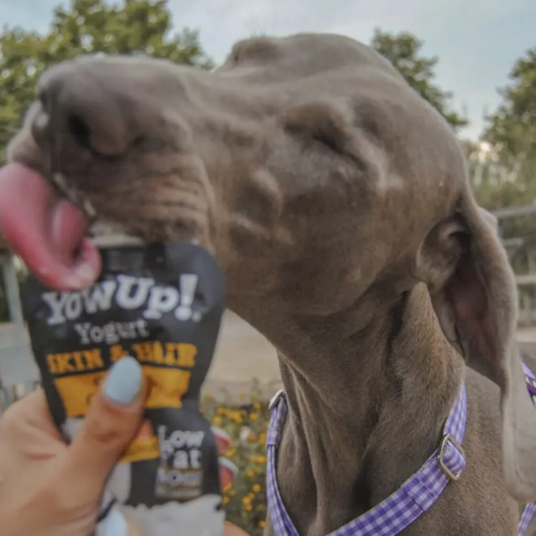 YowUp! Dog Yoghurt - Salmon Skin & Coat