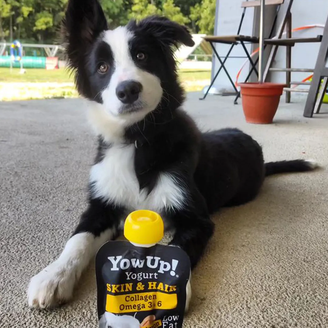 YowUp! Dog Yoghurt - Salmon Skin & Coat